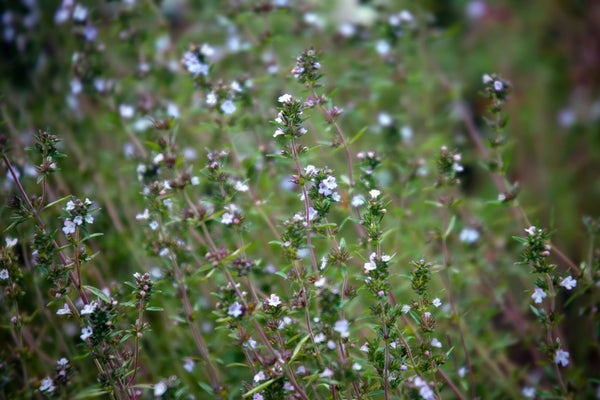 Blossom aromaterapija – eterično (esencijalno) ulje čubara baštenskog (Satureja hortensis / Summer Savory essential oil), biljno-začinska nota, za snagu, zaštitu i vitalnost.