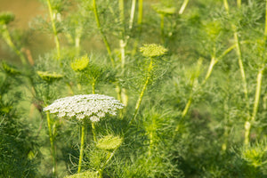 Blossom aromaterapija – eterično (esencijalno) ulje anisa (Pimpinella anisum / Anise essential oil), slatkast začinski miris za opuštanje, balans i varenje.