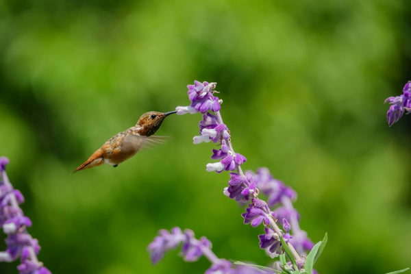 Blossom aromaterapija – eterično ulje žalfija (Salvia officinalis / Sage essential oil), biljna aromatična nota za smirenje, fokus i emocionalnu ravnotežu.