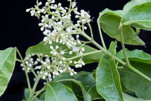 Blossom aromaterapija – eterično (esencijalno) ulje amirisa (Amyris balsamifera / Amyris essential oil), drvenasta i mirna aroma za opuštanje, san i emocionalni balans.