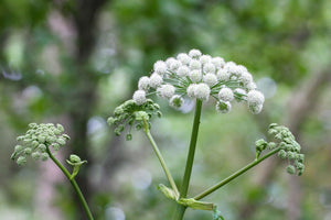 Blossom aromaterapija – eterično (esencijalno) ulje anđelike (Angelica archangelica / Angelica essential oil), mirna biljna aroma za ravnotežu, meditaciju i emotivni mir.