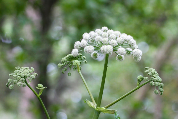 Blossom aromaterapija – eterično (esencijalno) ulje anđelike (Angelica archangelica / Angelica essential oil), mirna biljna aroma za ravnotežu, meditaciju i emotivni mir.