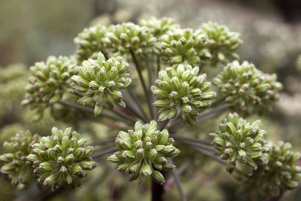 Blossom aromaterapija – eterično (esencijalno) ulje anđelike (Angelica archangelica / Angelica essential oil), mirna biljna aroma za ravnotežu, meditaciju i emotivni mir.
