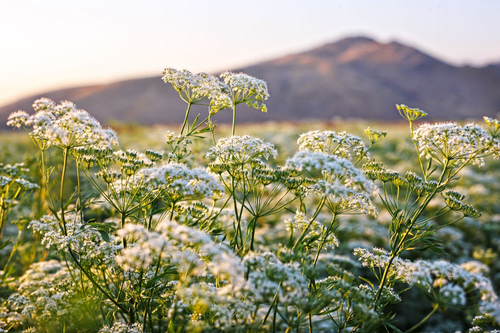 Blossom aromaterapija – eterično (esencijalno) ulje anisa (Pimpinella anisum / Anise essential oil), slatkast začinski miris za opuštanje, balans i varenje.