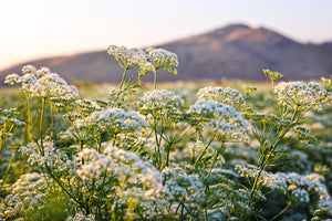 Blossom aromaterapija – eterično (esencijalno) ulje anisa (Pimpinella anisum / Anise essential oil), slatkast začinski miris za opuštanje, balans i varenje.