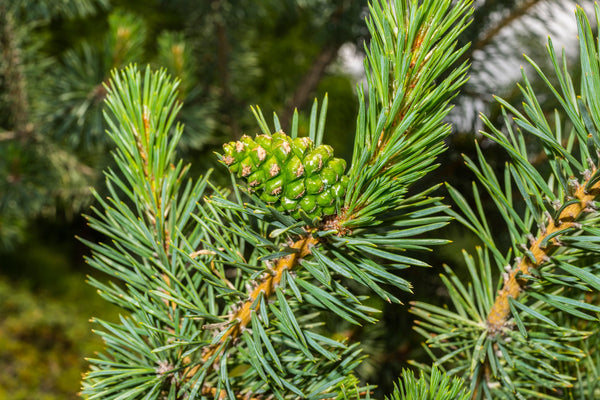 Blossom aromaterapija – eterično (esencijalno) ulje belog bora (Pinus sylvestris / Pine essential oil), sveža šumska aroma za disanje, energiju i osveženje.