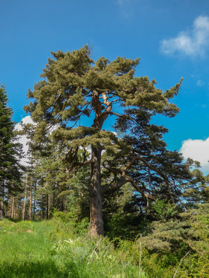 Blossom aromaterapija – eterično (esencijalno) ulje belog bora (Pinus sylvestris / Pine essential oil), sveža šumska aroma za disanje, energiju i osveženje.