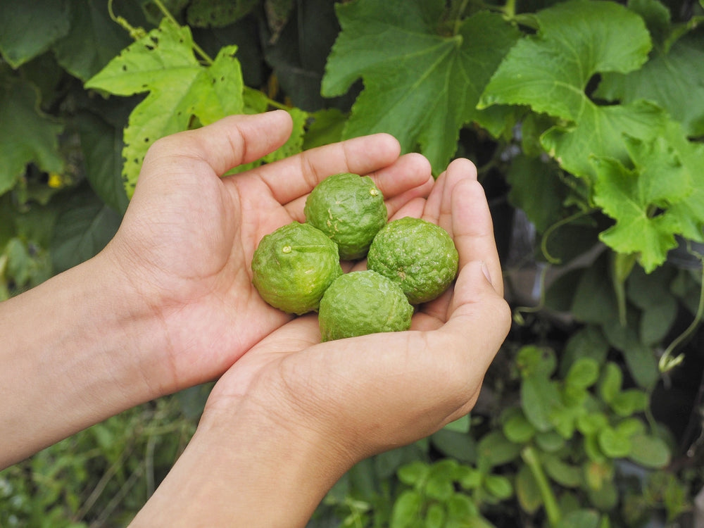 Blossom aromaterapija – eterično (esencijalno) ulje bergamota (Citrus aurantium bergamia / Bergamot), citrusna nota, za vedrinu i balans.