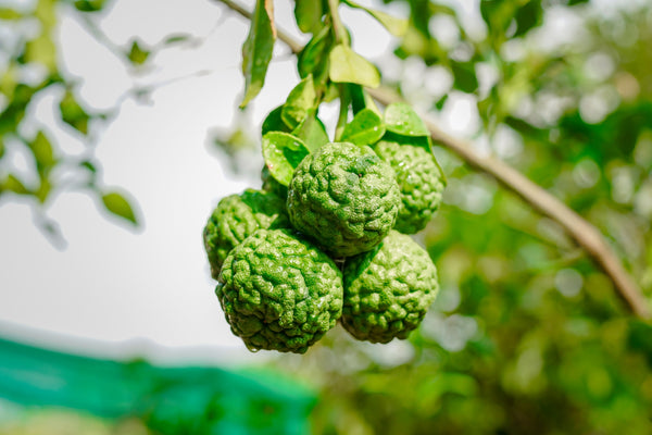 Blossom aromaterapija – eterično (esencijalno) ulje bergamota (Citrus aurantium bergamia / Bergamot), citrusna nota, za vedrinu i balans.