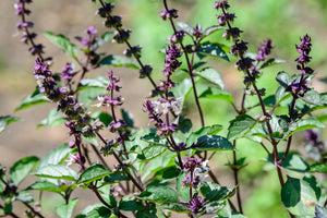 Blossom aromaterapija – eterično ulje bosiljka (Ocimum basilicum / Basil essential oil), svež biljni miris za fokus, mentalnu jasnoću i podršku energiji.