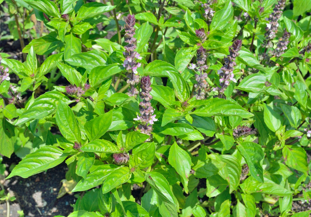 Blossom aromaterapija – eterično ulje bosiljka (Ocimum basilicum / Basil essential oil), svež biljni miris za fokus, mentalnu jasnoću i podršku energiji.