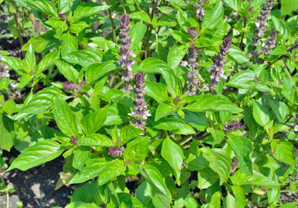Blossom aromaterapija – eterično ulje bosiljka (Ocimum basilicum / Basil essential oil), svež biljni miris za fokus, mentalnu jasnoću i podršku energiji.