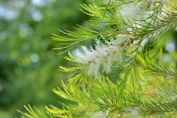 Blossom aromaterapija – eterično ulje čajevca (Melaleuca alternifolia / Tea Tree essential oil), svež biljni miris za čistoću, kožu i zaštitu prostora.