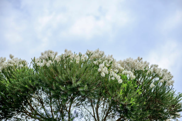 Blossom aromaterapija – eterično ulje čajevca (Melaleuca alternifolia / Tea Tree essential oil), svež biljni miris za čistoću, kožu i zaštitu prostora.