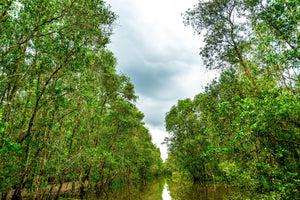 Blossom aromaterapija – eterično ulje čajevca (Melaleuca alternifolia / Tea Tree essential oil), svež biljni miris za čistoću, kožu i zaštitu prostora.