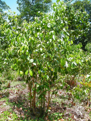Blossom aromaterapija – eterično ulje cimeta (Cinnamomum zeylanicum / Cinnamon essential oil), topao začinski miris za energiju, cirkulaciju i jačanje imuniteta.