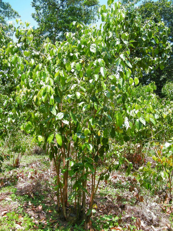 Blossom aromaterapija – eterično ulje cimeta (Cinnamomum zeylanicum / Cinnamon essential oil), topao začinski miris za energiju, cirkulaciju i jačanje imuniteta.