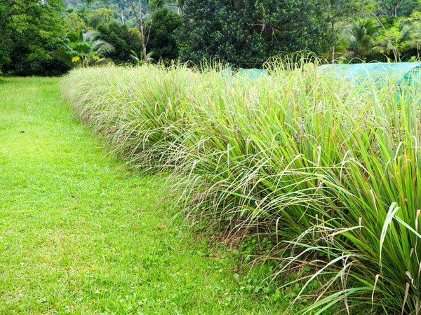 Blossom aromaterapija – eterično (esencijalno) ulje citronela (Cymbopogon nardus / Citronella essential oil), citrusno-biljna nota, za zaštitu i osveženje prostora.