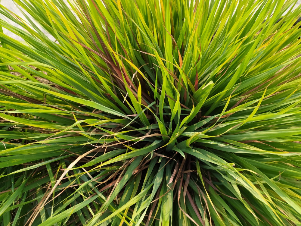 Blossom aromaterapija – eterično (esencijalno) ulje citronela (Cymbopogon nardus / Citronella essential oil), citrusno-biljna nota, za zaštitu i osveženje prostora.