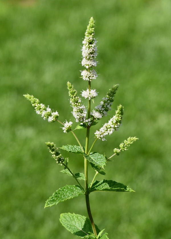 Blossom aromaterapija – eterično ulje divlje nane (Mentha spicata / Spearmint essential oil), blaga osvežavajuća aroma za fokus, umirenje i prirodnu negu kože.