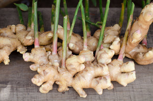 Blossom aromaterapija – eterično ulje đumbira (Zingiber officinale / Ginger essential oil), topla začinska aroma za energiju, cirkulaciju i emocionalnu snagu.