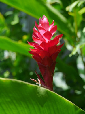 Blossom aromaterapija – eterično ulje đumbira (Zingiber officinale / Ginger essential oil), topla začinska aroma za energiju, cirkulaciju i emocionalnu snagu.