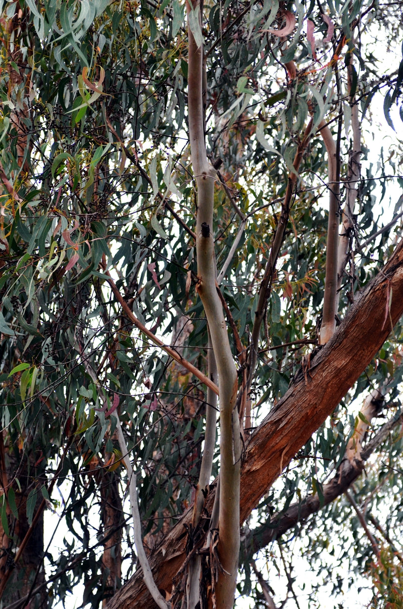 Blossom aromaterapija – eterično ulje eukaliptusa radiata (Eucalyptus radiata / Radiata essential oil), blaga sveža aroma za disanje, imunitet i pročišćavanje prostora.