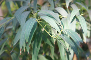 Blossom aromaterapija – eterično ulje eukaliptusa radiata (Eucalyptus radiata / Radiata essential oil), blaga sveža aroma za disanje, imunitet i pročišćavanje prostora.