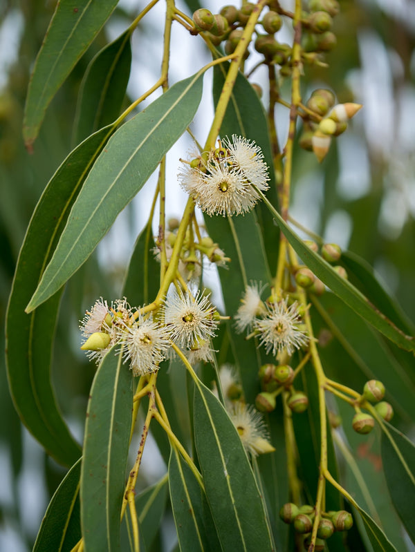 Blossom aromaterapija – eterično ulje eukaliptusa globulus (Eucalyptus globulus / Eucalyptus essential oil), snažna sveža aroma za disanje, koncentraciju i pročišćavanje vazduha.