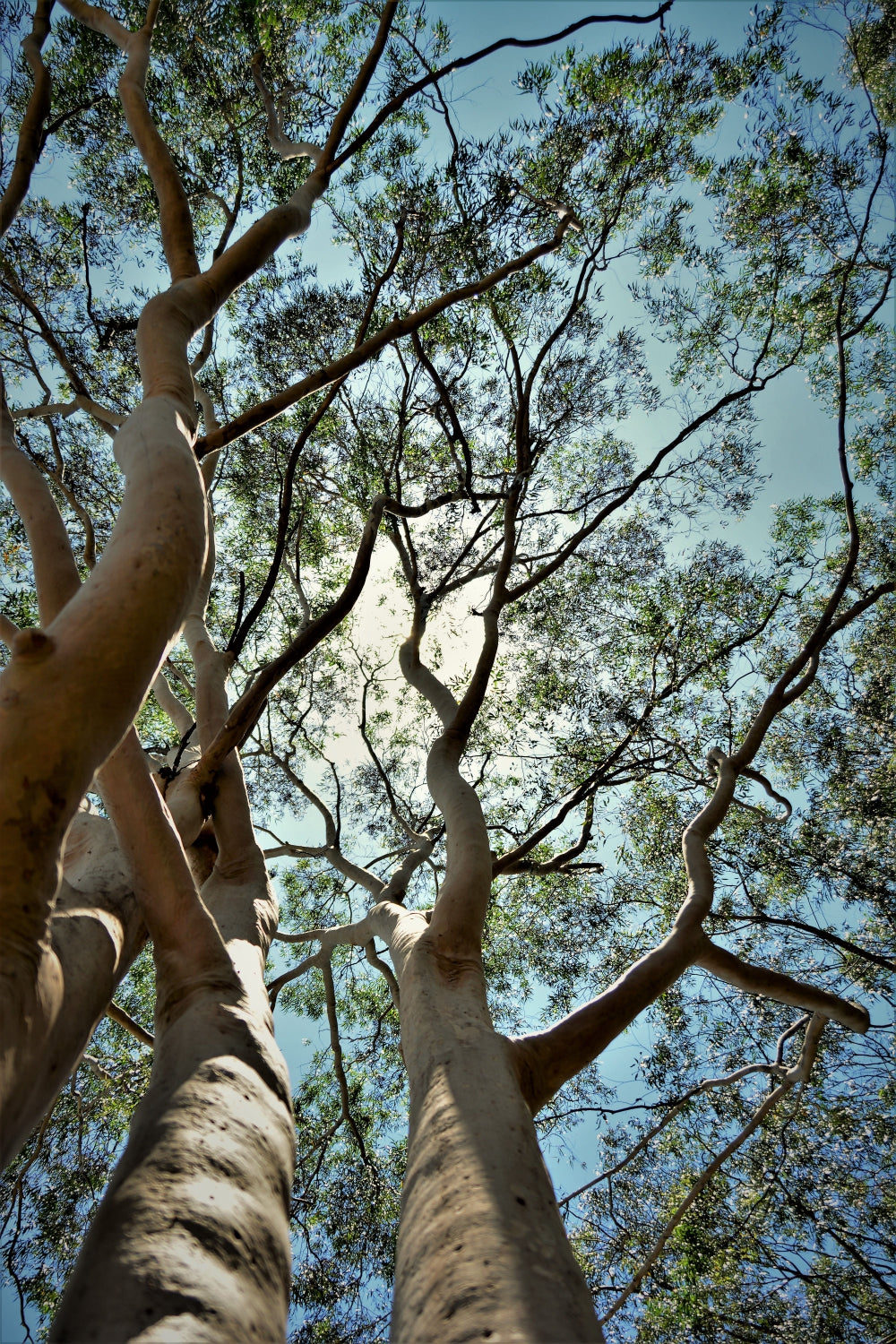 Blossom aromaterapija – eterično ulje eukaliptusa globulus (Eucalyptus globulus / Eucalyptus essential oil), snažna sveža aroma za disanje, koncentraciju i pročišćavanje vazduha.
