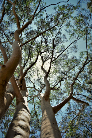 Blossom aromaterapija – eterično ulje eukaliptusa globulus (Eucalyptus globulus / Eucalyptus essential oil), snažna sveža aroma za disanje, koncentraciju i pročišćavanje vazduha.