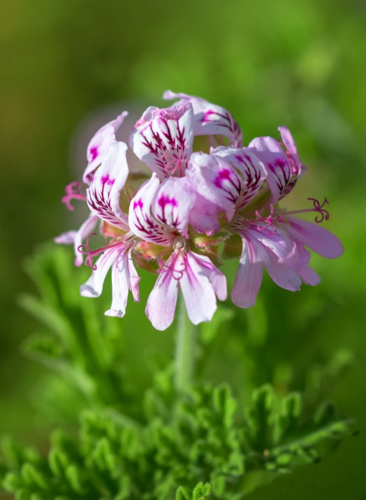Blossom aromaterapija – eterično ulje geranijuma (Pelargonium graveolens / Geranium essential oil), slatko-cvetna aroma za hormonski balans, smirenje emocija i regeneraciju kože.