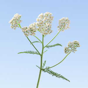 Blossom aromaterapija – eterično ulje hajdučke trave (Achillea millefolium / Yarrow essential oil), biljna regenerativna aroma za kožu, smirenje i emotivnu stabilnost.