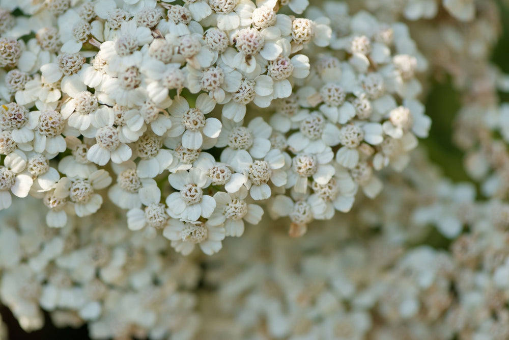 Blossom aromaterapija – eterično ulje hajdučke trave (Achillea millefolium / Yarrow essential oil), biljna regenerativna aroma za kožu, smirenje i emotivnu stabilnost.