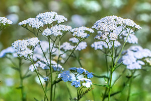 Blossom aromaterapija – eterično ulje hajdučke trave (Achillea millefolium / Yarrow essential oil), biljna regenerativna aroma za kožu, smirenje i emotivnu stabilnost.