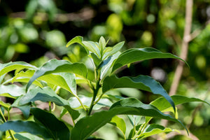 Blossom aromaterapija – eterično ulje Ho drveta (Cinnamomum camphora ct. linalool / Ho Wood essential oil), topao cvetno-drvenasti miris za smirenje, regeneraciju kože i opuštanje.
