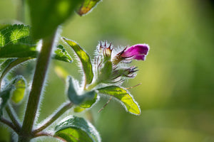 Blossom aromaterapija – eterično ulje japanska nana (Mentha arvensis / Cornmint essential oil), jak mentolni miris za fokus, osveženje i hlađenje.