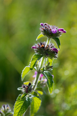 Blossom aromaterapija – eterično ulje japanska nana (Mentha arvensis / Cornmint essential oil), jak mentolni miris za fokus, osveženje i hlađenje.