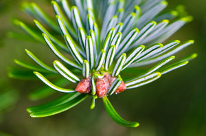 Blossom aromaterapija – eterično ulje jele (Abies alba / Fir essential oil), svež smolasto-drvenasti miris za disanje, osveženje prostora i emocionalni balans.