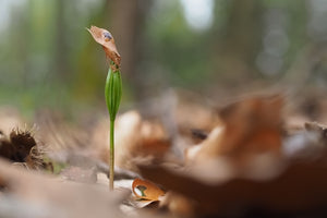 Blossom aromaterapija – eterično ulje jele (Abies alba / Fir essential oil), svež smolasto-drvenasti miris za disanje, osveženje prostora i emocionalni balans.