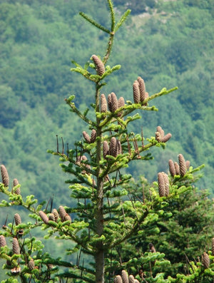 Blossom aromaterapija – eterično ulje jele (Abies alba / Fir essential oil), svež smolasto-drvenasti miris za disanje, osveženje prostora 