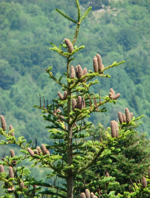 Blossom aromaterapija – eterično ulje jele (Abies alba / Fir essential oil), svež smolasto-drvenasti miris za disanje, osveženje prostora 