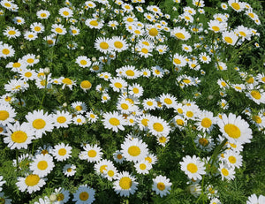 Blossom aromaterapija – eterično ulje kamilice romane (ANTHEMIS NOBILIS / Roman Chamomile essential oil), nežna cvetna aroma za smirenje, san i negu osetljive kože.