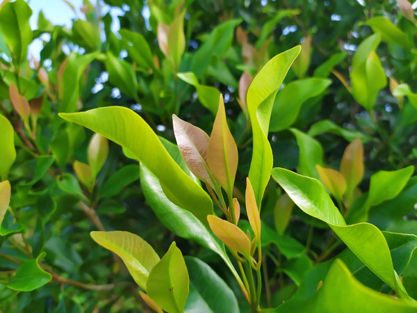 Blossom aromaterapija – eterično ulje karanfilić (Syzygium Aromaticum / Clove essential oil), topla začinska aroma za energiju, fokus i zaštitnu atmosferu u domu.