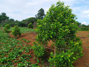 Blossom aromaterapija – eterično ulje karanfilić (Syzygium Aromaticum / Clove essential oil), topla začinska aroma za energiju, fokus i zaštitnu atmosferu u domu.