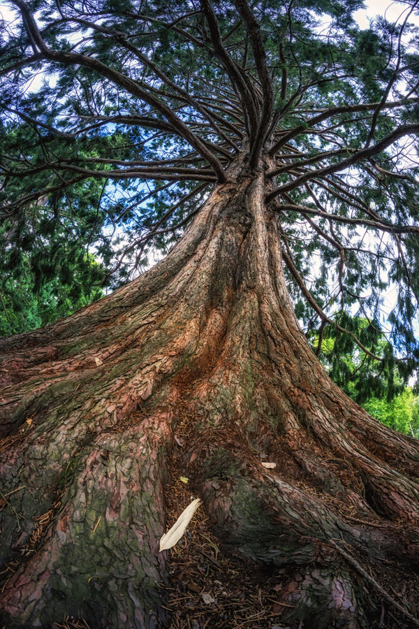Blossom aromaterapija – eterično ulje kedra (Cedrus atlantica / Cedarwood essential oil), topla drvenasta aroma za mir, uzemljenje, san i negu kože i kose.