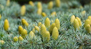 Blossom aromaterapija – eterično ulje kedra (Cedrus atlantica / Cedarwood essential oil), topla drvenasta aroma za mir, uzemljenje, san i negu kože i kose.