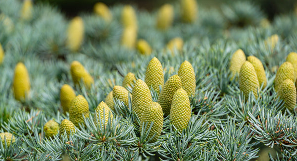 Blossom aromaterapija – eterično ulje kedra (Cedrus atlantica / Cedarwood essential oil), topla drvenasta aroma za mir, uzemljenje, san i negu kože i kose.
