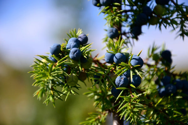 Blossom aromaterapija – eterično ulje kleke (Juniperus communis / Juniper essential oil), osvežavajuća smolasto-drvenasta aroma za detoksikaciju, imunitet i unutrašnji mir.