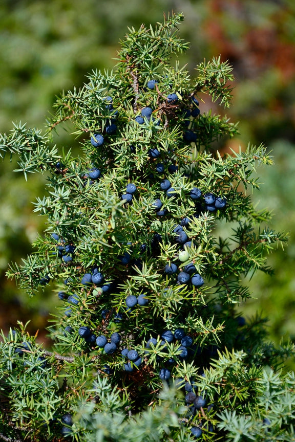 Blossom aromaterapija – eterično ulje kleke (Juniperus communis / Juniper essential oil), osvežavajuća smolasto-drvenasta aroma za detoksikaciju, imunitet i unutrašnji mir.